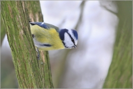<p>SÝKORA MODŘINKA (Cyanistes caeruleus) /Eurasian blue tit - Blaumeise/</p>